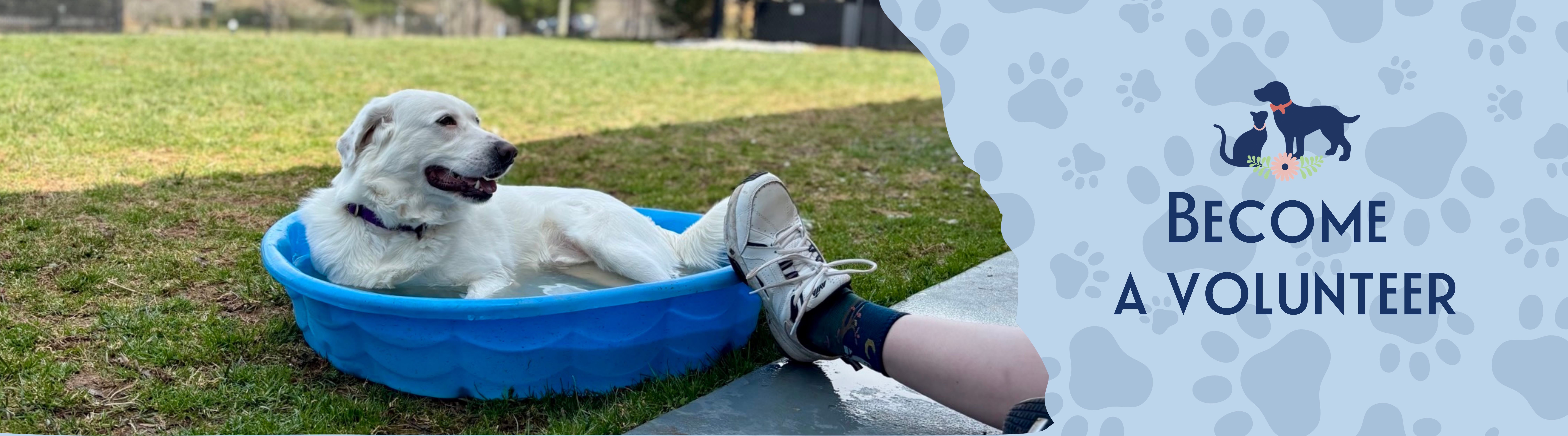 Volunteer Opportunities